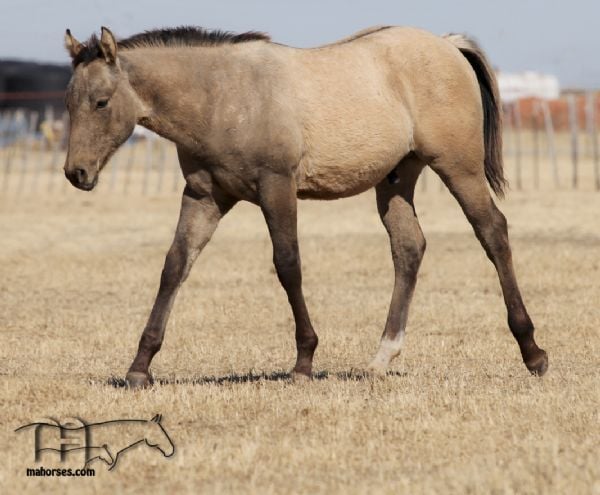 Smokin Rose's 2019 Buckskin Colt